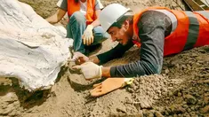 Encontraron restos fósiles de un perezoso gigante de 50 mil años de antigüedad en Mar del Plata Encontraron restos fósiles de un perezoso gigante de 50 mil años de antigüedad en Mar del Plata