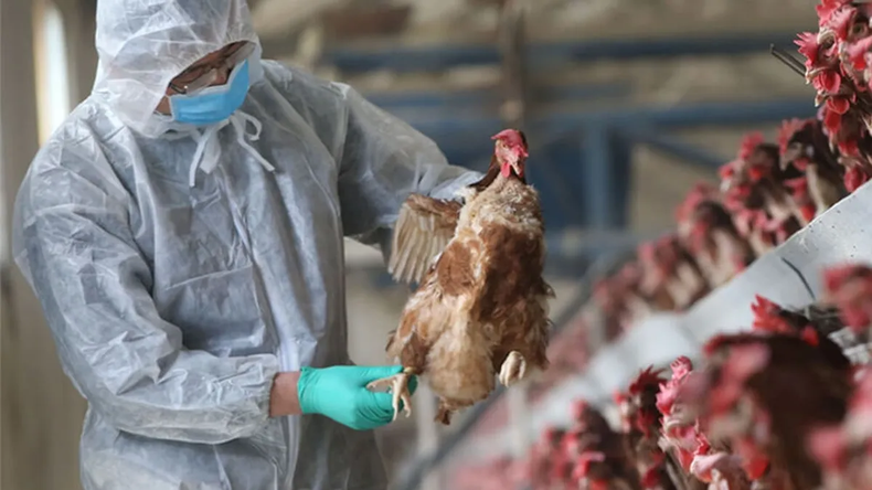 Gripe aviar: se detectó un nuevo caso en la Argentina y ya suman 34 en total