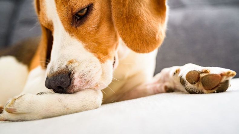 Los perros ocupan un lugar central en la vida de millones de personas. Más que simples mascotas