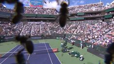 Insólito momento en Indian Wells: las abejas invadieron el estadio, picaron a Carlos Alcaraz y se suspendió el partido