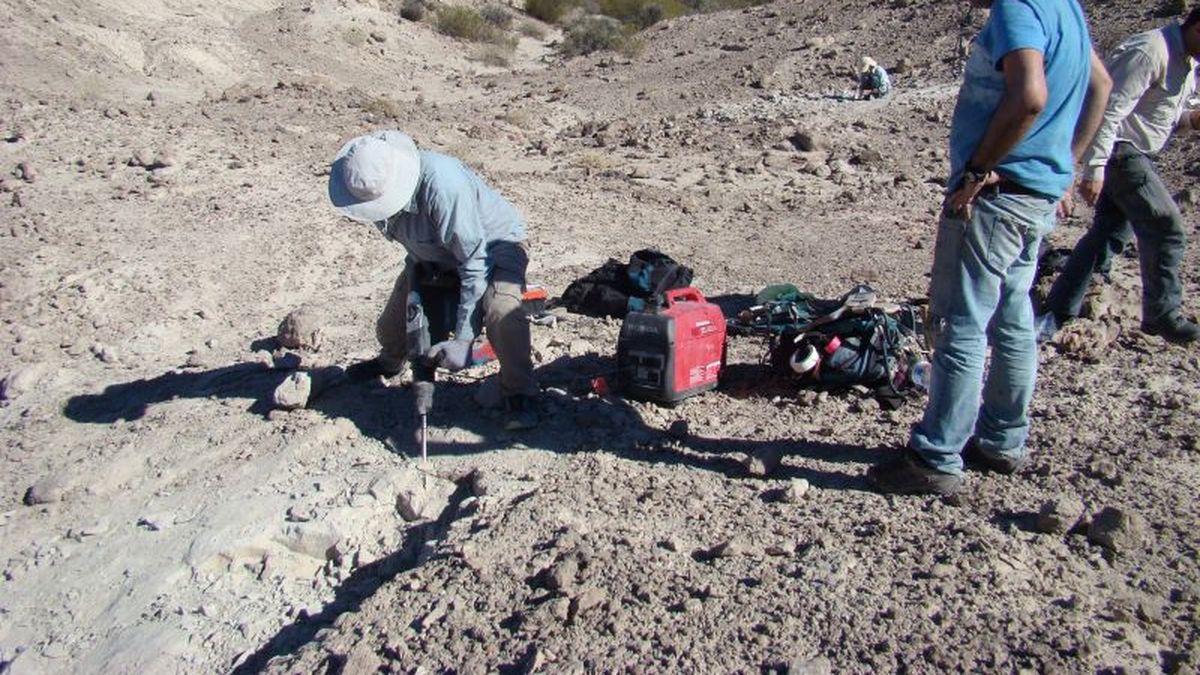 Impresionante hallazgo en La Rioja: encontraron una especie 