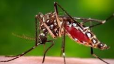 El dengue se transmite a las personas por medio de la picadura de un mosquito de la especie Aedes infectado.