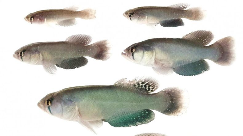 Investigadores argentinos descubrieron una nueva especie de pez en Chaco: cómo es el killi gigante