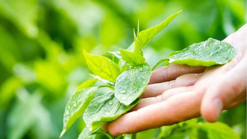 Cómo limpiar las hojas de las plantas