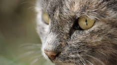 Cosas que a tu gato le gustaría decirte si hablara. Cosas que a tu gato le gustaría decirte si hablara.