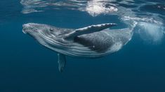 Impresionante video: una ballena se comió a dos mujeres en Estados Unidos