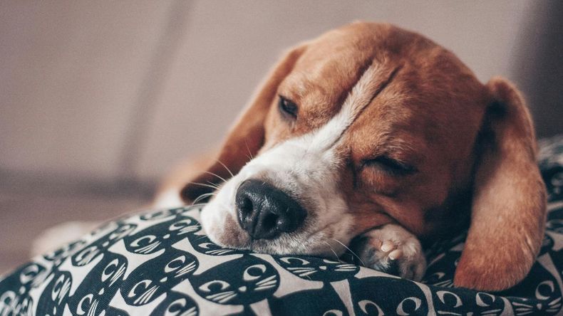 Diversos estudios científicos demostraron que las personas que conviven con perros llegan a compartir parte de su flora bacteriana con ellos. 