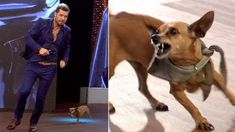 Tinelli se divirtió con el perrito de Jimena Cyrulnik Tinelli se divirtió con el perrito de Jimena Cyrulnik
