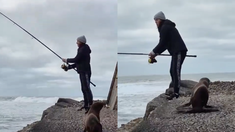 Este lobo marino bebé se alejó de su manada para pedirle un pez a esta pescadora y el video se volvió viral en segundos. Este lobo marino bebé se alejó de su manada para pedirle un pez a esta pescadora y el video se volvió viral en segundos.