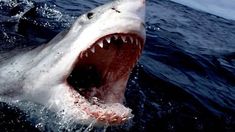 Video: un tiburón saltó arriba de un barco y causó terror entre sus tripulantes Video: un tiburón saltó arriba de un barco y causó terror entre sus tripulantes