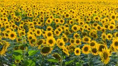 La cosecha de girasol incrementó un 25%&nbsp;
