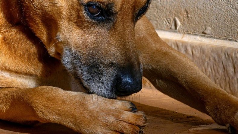 Sin embargo, no todas sus conductas deben pasarse por alto. Un comportamiento común es cuando se lamen insistentemente las patas. 
