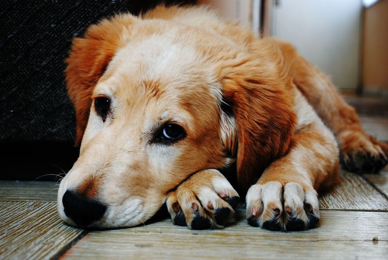 Cómo evitar que nuestros perros orinen en el interior del hogar.