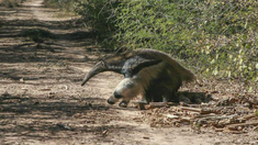 Argentina promueve el turismo sostenible a través de áreas protegidas como el Parque Nacional Copo, que resguarda ecosistemas y especies emblemáticas para el disfrute de quienes buscan contacto con la naturaleza. Argentina promueve el turismo sostenible a través de áreas protegidas como el Parque Nacional Copo, que resguarda ecosistemas y especies emblemáticas para el disfrute de quienes buscan contacto con la naturaleza.