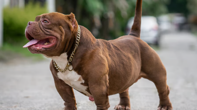 Un hombre mató al perro de una vecina y fue imputado.