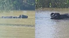 La veterinaria isleña relató en redes sociales el encuentro con el animal en la Sección Primera del Delta. La veterinaria isleña relató en redes sociales el encuentro con el animal en la Sección Primera del Delta.