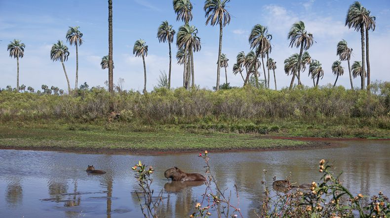 El Parque Nacional El Palmar ofrece senderos, miradores y paisajes característicos del litoral entrerriano.