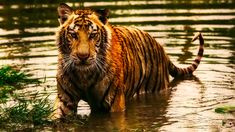 El Tigre de Agua marcará el inicio del Año Nuevo Chino el 1 de febrero de 2022. El Tigre de Agua marcará el inicio del Año Nuevo Chino el 1 de febrero de 2022.