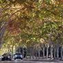 El árbol plátano de sombra que inunda las calles de la Ciudad de Buenos Aires con sus semillas con filamentos peludos.