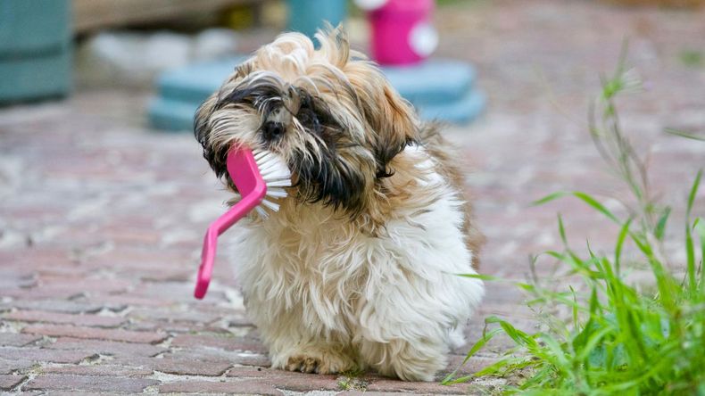 Existen hábitos simples que pueden aplicarse en casa para mantener a las mascotas limpias