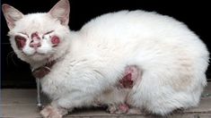 La variante de este hongo fue identificada en la década del 90. La variante de este hongo fue identificada en la década del 90.