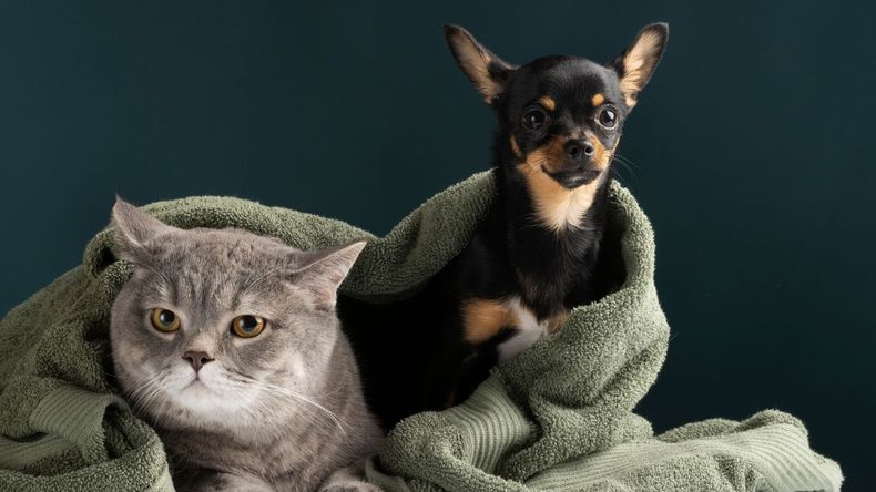 En términos generales, se reconoce que compartir la cama con un perro podría mejorar la calidad del sueño, mientras que dormir con un gato ofrece mayor compañía y contribuye a reducir el estrés