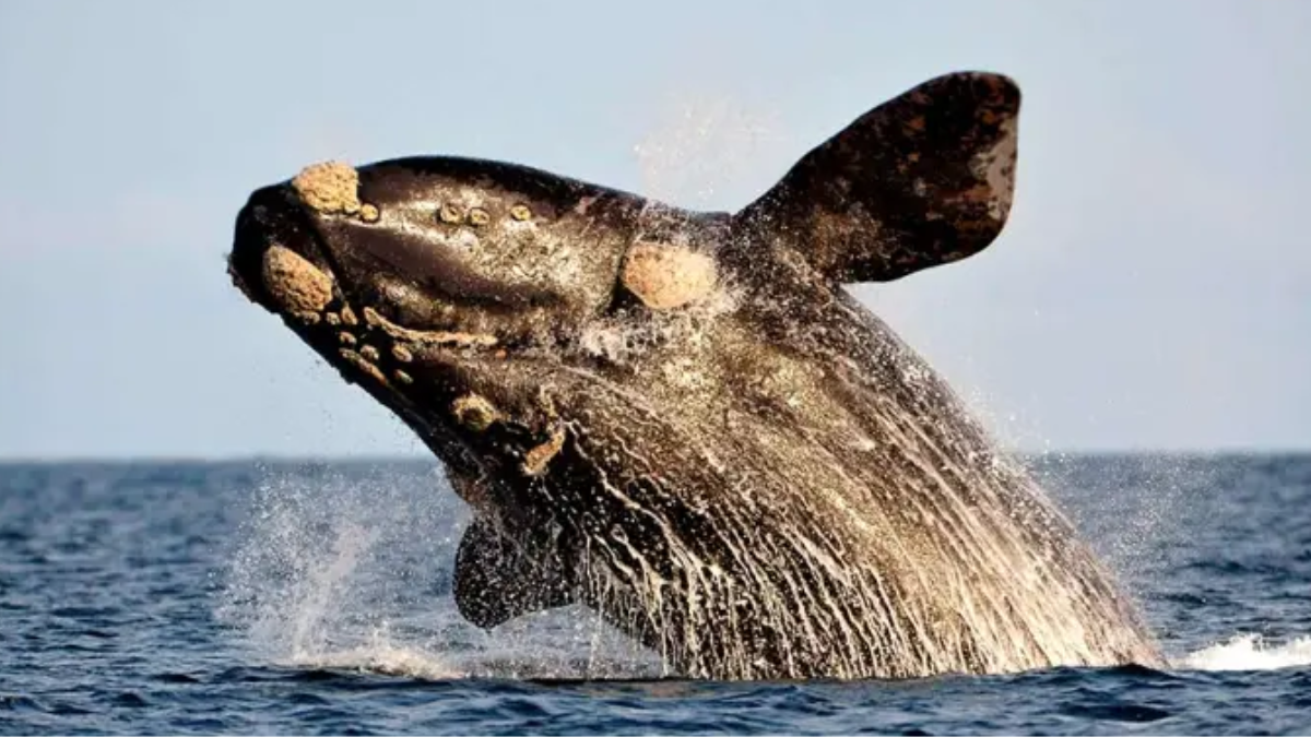Impacto de la marea roja: científicas del CONICET revelan cómo las toxinas afectan a ballenas y lobos marinos
