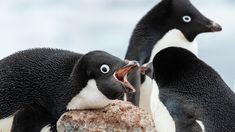 Científicos investigan la muerte de miles de pingüinos antárticos Científicos investigan la muerte de miles de pingüinos antárticos