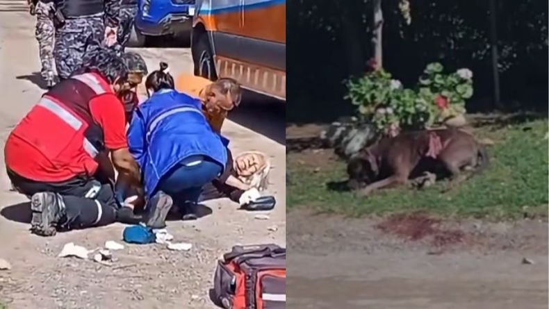 El perro murió en la calle y la jubilada debió ser internada.