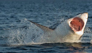 ¿Tiburones adictos a la cocaína? El inquietante fenómeno que los une con el narcotráfico ¿Tiburones adictos a la cocaína? El inquietante fenómeno que los une con el narcotráfico