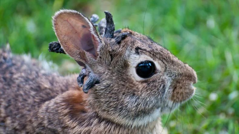 Alarma en Estados Unidos: aparecieron conejos con tentáculos en la cabeza y  hay preocupación por un virus