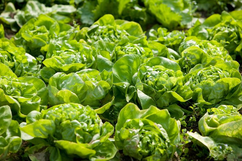 Inflación de noviembre: ¿Cuáles son los alimentos que más aumentaron?