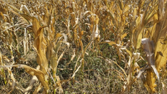 El INTA adelantó que en septiembre 2024 llegaría el fenómeno de La Niña. El INTA adelantó que en septiembre 2024 llegaría el fenómeno de La Niña.