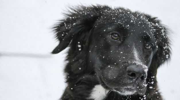 Especialistas en veterinaria señalan que no todos los perros reaccionan igual ante las bajas temperaturas, y que ciertas señales físicas o conductuales pueden advertir que están sufriendo frío. &nbsp;