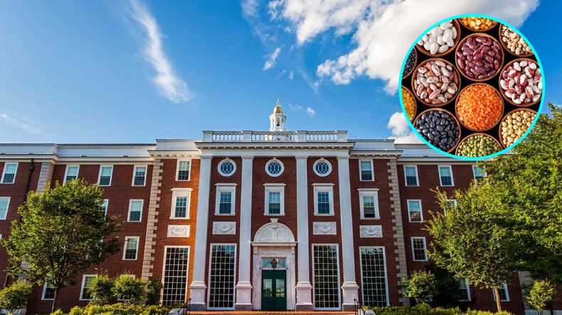Desde Harvard recomiendan el consumo de legumbres para bajar el colesterol y reducir la diabetes.