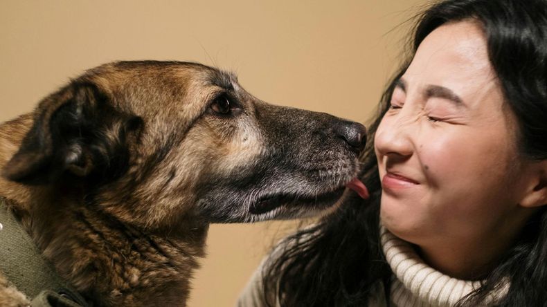 Acercar el rostro a la boca de un perro es un gesto común entre quienes buscan demostrar cariño hacia su mascota, pero no siempre resulta una acción segura.  