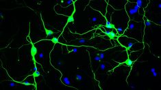 Un nuevo avance sobre la regeneración de neuronas. Un nuevo avance sobre la regeneración de neuronas.
