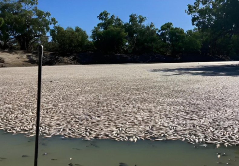 &nbsp;Las embarcaciones que cursaron el río Darling tuvieron que abrirse camino entre los animales.