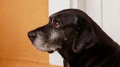 Durante mucho tiempo se creyó que para saber la edad de un perro en “años humanos” bastaba con multiplicar su edad por siete.&nbsp;