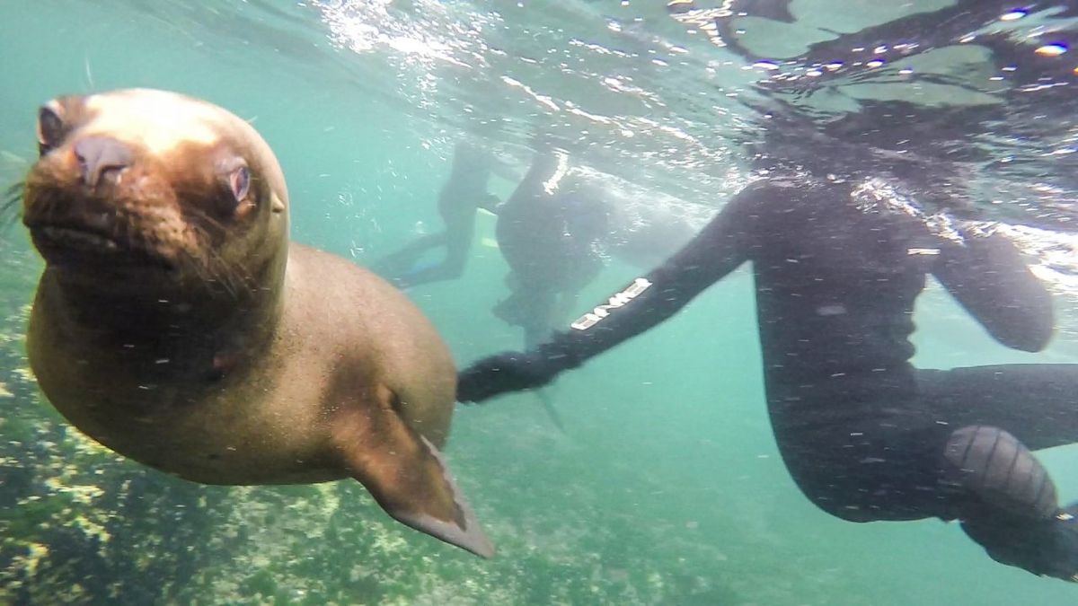 Turismo en Argentina: estos son los mejores lugares del país para ir a bucear y tener una experiencia única