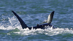 Los ataques de orcas a tiburones son inusuales. Los ataques de orcas a tiburones son inusuales.