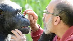 Tomy, chimpancé del Ecoparque de La Plata. Tomy, chimpancé del Ecoparque de La Plata.