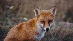 Recomiendan no alimentarlo. Recomiendan no alimentarlo.