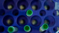 Comenzaron los ensayos clínicos de fase 2/3 de la vacuna argentina contra el coronavirus. Comenzaron los ensayos clínicos de fase 2/3 de la vacuna argentina contra el coronavirus.