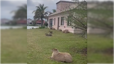 El cruce entre carpinchos y vecinos de Nordelta suele cosechar numerosas interacciones en redes sociales. El cruce entre carpinchos y vecinos de Nordelta suele cosechar numerosas interacciones en redes sociales.