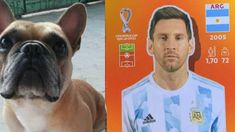 Ofrece la figurita de Lionel Messi, la más difícil de conseguir. Ofrece la figurita de Lionel Messi, la más difícil de conseguir.