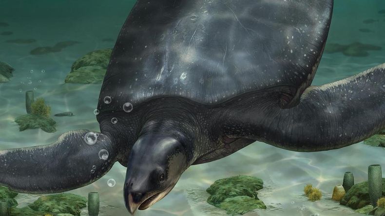 Hallaron una tortuga marina de 83 millones de años.