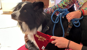 Messi el perro que ganó a mejor actor canino en el Festival de Cannes&nbsp;