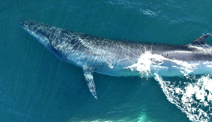 Dos ballenas de la misma especie terminaron varadas en el Río de la Plata. Dos ballenas de la misma especie terminaron varadas en el Río de la Plata.