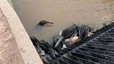 Demandan al Estado ante la Corte Suprema por el impacto ambiental del Canal de la Patria. Demandan al Estado ante la Corte Suprema por el impacto ambiental del Canal de la Patria.